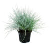 Festuca glauca 'Elijah Blue'