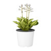 Hosta ‘Fire & Ice’