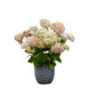 Hydrangea arborescens ‘Candybelle Marshmallow’