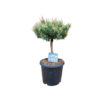 Pinus uncinata