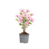 Magnolia Stellata Rosea