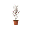 MAGNOLIA CADUCHE MIX
