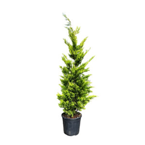 Cupressocyparis leylandii