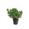 PINUS MUGO 40-50