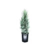 JUNIPERUS MOONGLOW 100-125