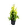 THUJA OR. BERKMANII 50-60