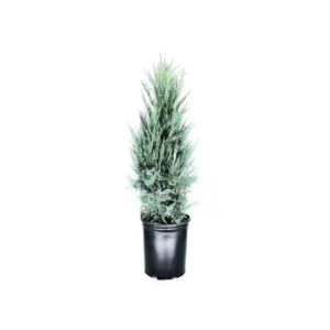 JUNIPERUS MOONGLOW 100-125