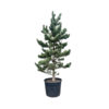 PINUS NIGRA AUSTRIACA - POMPONS