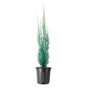 JUNIPERUS SKYROCKET